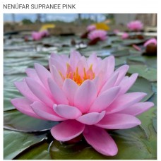 N. SUPRANEE PINK N. SUPRANEE PINK